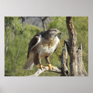 Rot angebundenes Falke-Plakat Poster