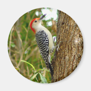 Rot aufgeblähter Specht-Vogel-Magnet Magnet