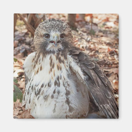 Rot band den verdoppelten Falken an Magnet