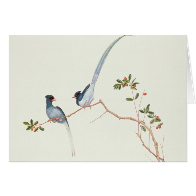 Rot-berechnete blaue Elster, Beeren eines (Vorderseite (Horizontal))