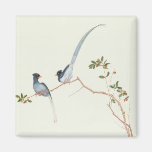 Rot-berechnete blaue Elster, Beeren eines Magnet