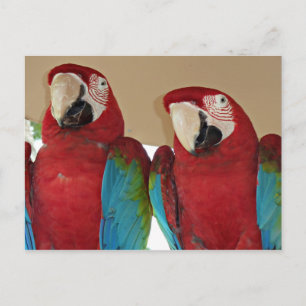 Rot, Blau, Grüne Macaws (Papageien) Postkarte