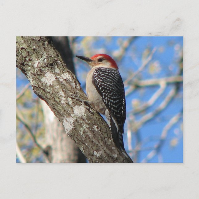 Rot-böse männliche Postkarte (Vorderseite)