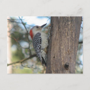 Rot-böse weibliche Postkarte