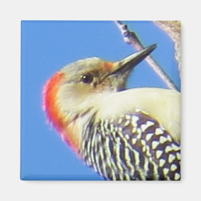 Rot-Böse Woodpecker Magnet (Vorne)
