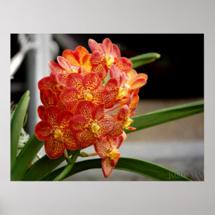 Rot-Gelb-Orchidee Poster