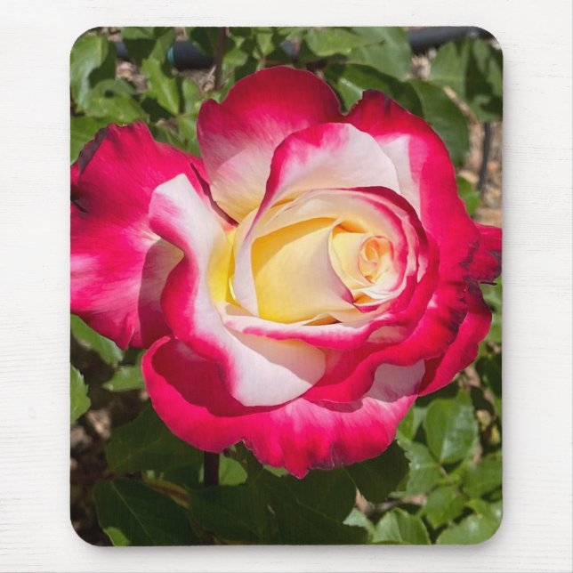 Rot-Gelb-Rose-Maus-Pad Mousepad (Vorne)