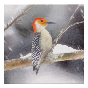 Rot-Gelb Woodpecker Malerei Original Vogelkunst Poster