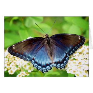 Rot Gepunktet Lila - Schmetterling