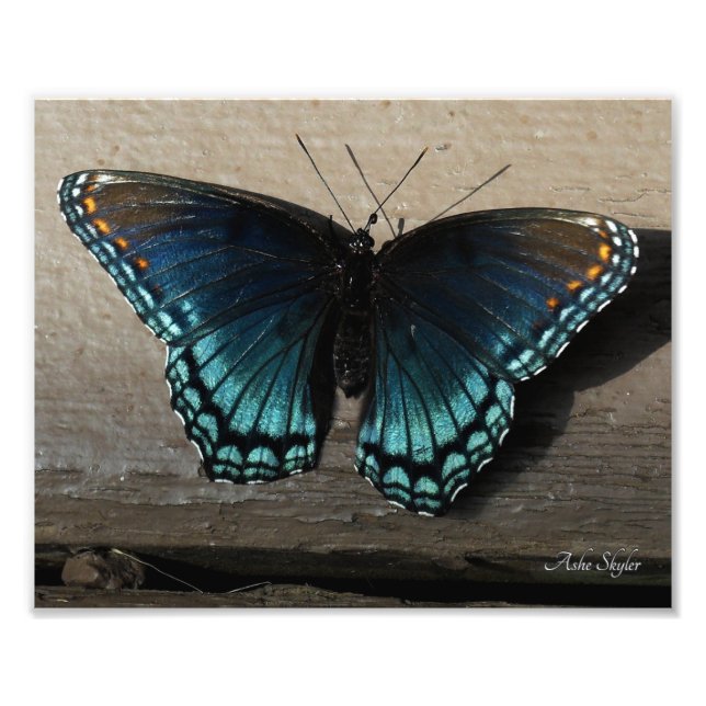 Rot-Gepunkteter Lila Brushfoot Butterfly Fotodruck (Vorne)