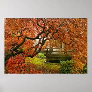 Rot geschnürter Ahornbaum im japanischen Garten Poster