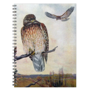 Rot-geschulterte Falke-Vintage Illustration Notizblock