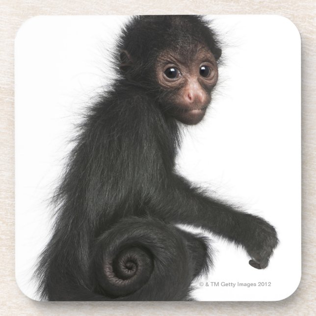 Rot-gesichtiger Spinnen-Affe - Ateles paniscus (3 Getränkeuntersetzer (Vorderseite)
