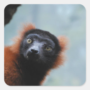 Rot getrumpfte Lemur-Aufkleber Quadratischer Aufkleber