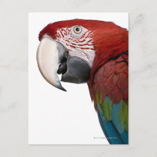 Rot-grüne Maca-Chloropterus Postkarte