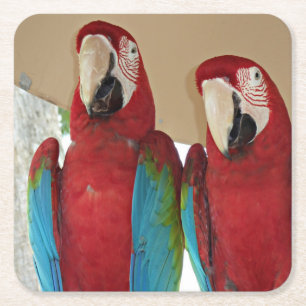 Rot-grüne Macaws (Papageien) Rechteckiger Pappuntersetzer