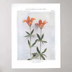 Rot, Holz oder Philadelphia Lily Poster