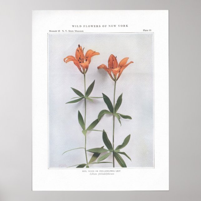 Rot, Holz oder Philadelphia Lily Poster (Vorne)