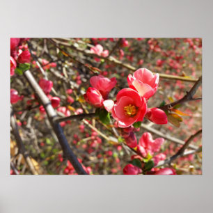 rot im Frühling Poster