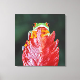 Rot-Mit Augen Baum-Frosch auf Blatt Leinwanddruck
