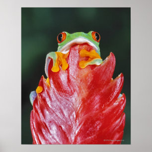 Rot-Mit Augen Baum-Frosch auf Blatt Poster