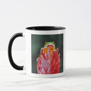 Rot-Mit Augen Baum-Frosch auf Blatt Tasse