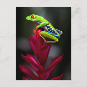 Rot-mit Augen Baum-Frosch Postkarte