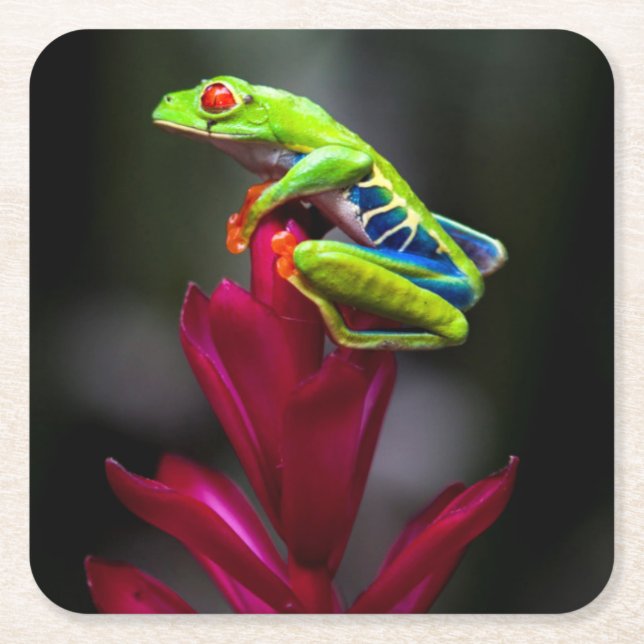 Rot-mit Augen Baum-Frosch Rechteckiger Pappuntersetzer (Vorderseite)