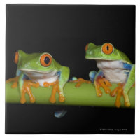 Rot-mit Augen Baum-Frösche (Agalychnis callidryas)