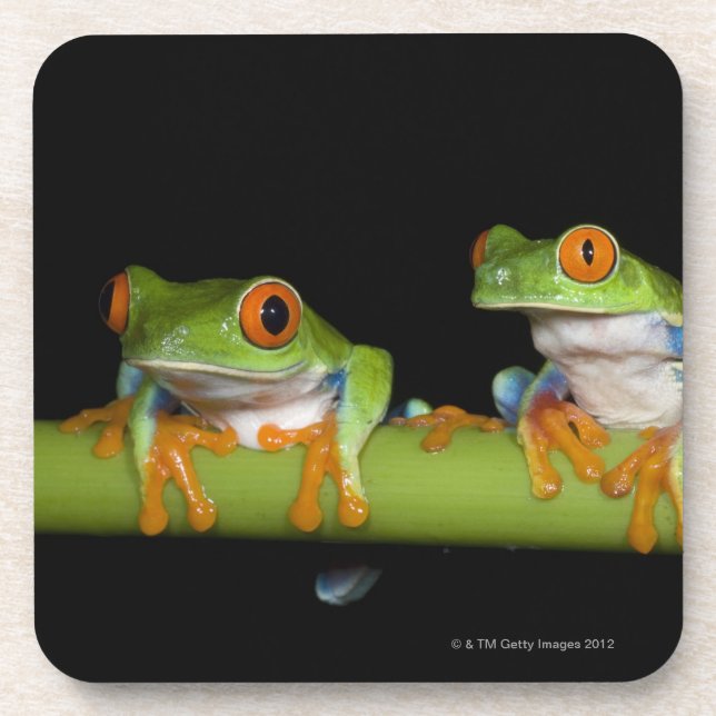 Rot-mit Augen Baum-Frösche (Agalychnis callidryas) Getränkeuntersetzer (Vorderseite)