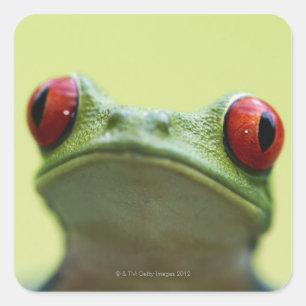 Rot-mit Augen Baumfrosch (Agalychnis callidryas) 2 Quadratischer Aufkleber