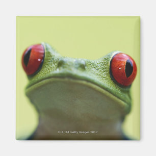 Rot-mit Augen Baumfrosch (Agalychnis callidryas) Magnet