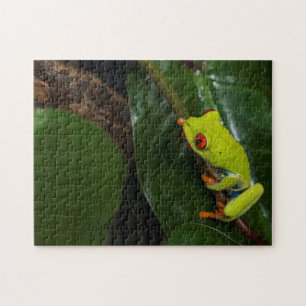 Rot mustert Frosch auf Stamm