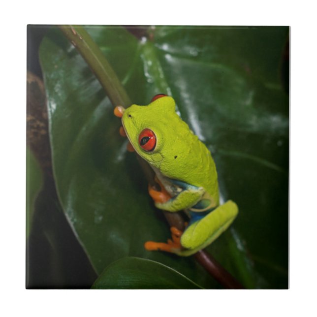 Rot mustert Frosch auf Stamm Fliese (Vorderseite)