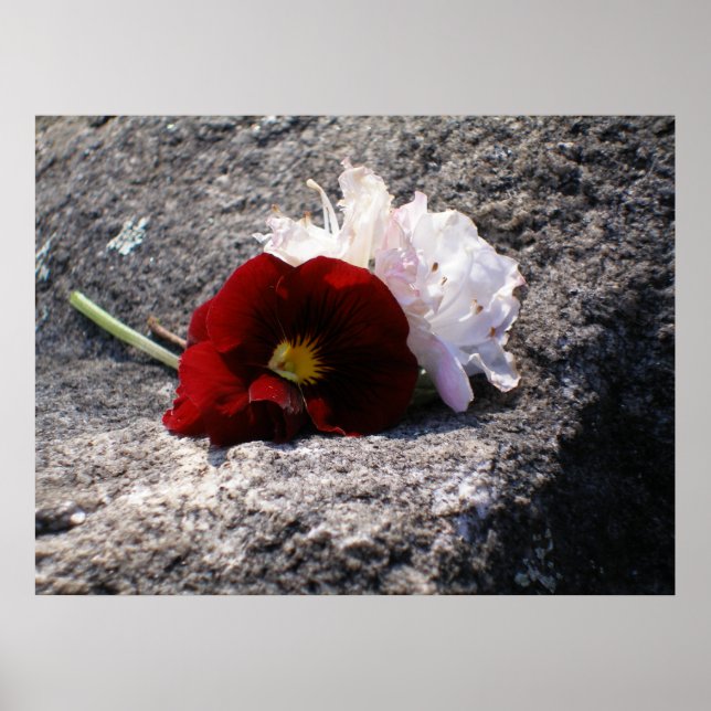 Rot-n-weiß Poster (Vorne)