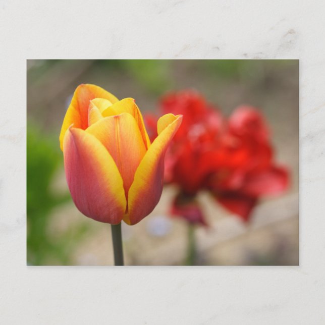 Rot-Orange Tulips Postkarte (Vorderseite)