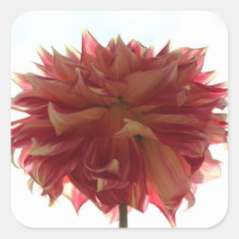 Rot-, Orange- und Gelbdahlia-Aufkleber Quadratischer Aufkleber