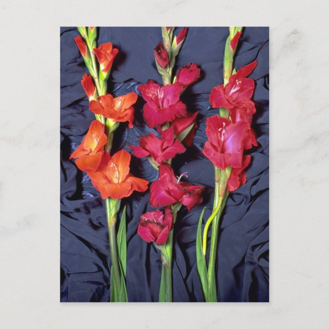 Rot, orange und Scharlachrot Postkarte (Vorderseite)