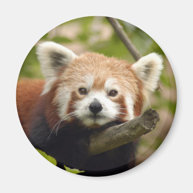 Rot-Panda-004 Magnet (Vorne)