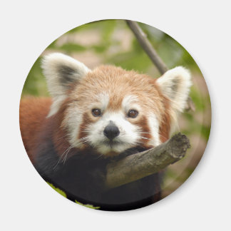 Rot-Panda-005 Magnet