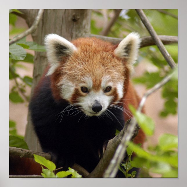 rot-panda-023 poster (Vorne)