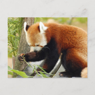 rot-panda-029 postkarte