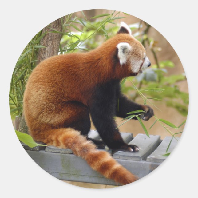 rot-panda-037 runder aufkleber (Vorderseite)