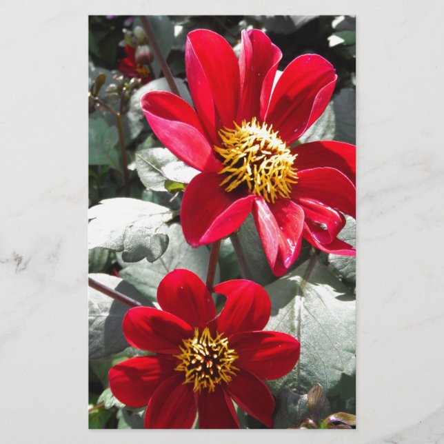 Rot-Rosa-Disy / Gänseblümchen Blume Briefpapier (Vorderseite)