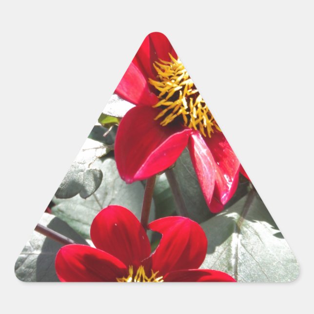 Rot-Rosa-Disy / Gänseblümchen Blume Dreieckiger Aufkleber (Vorderseite)