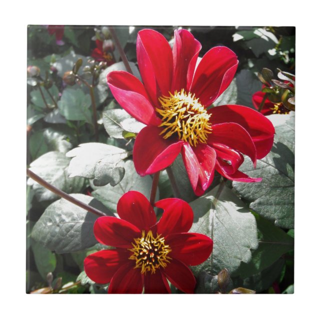 Rot-Rosa-Disy / Gänseblümchen Blume Fliese (Vorderseite)