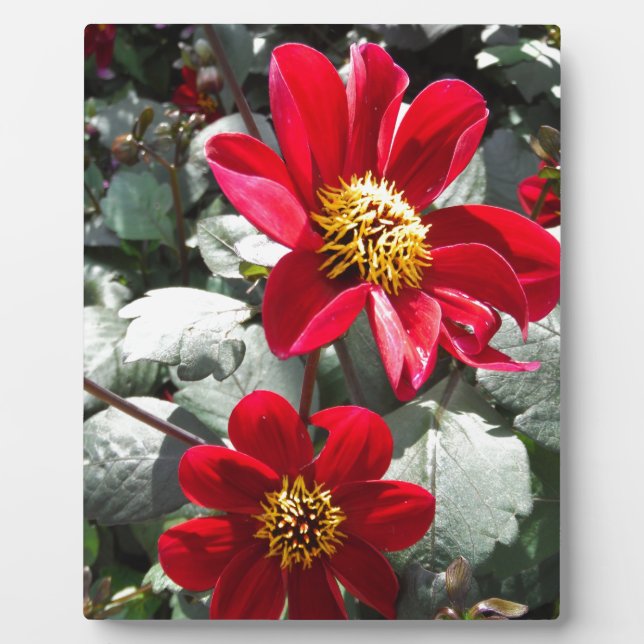 Rot-Rosa-Disy / Gänseblümchen Blume Fotoplatte (Vorderseite)
