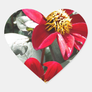 Rot-Rosa-Disy / Gänseblümchen Blume Herz-Aufkleber