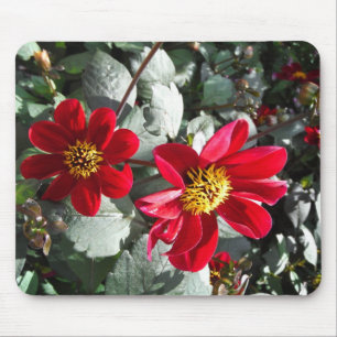 Rot-Rosa-Disy / Gänseblümchen Blume Mousepad