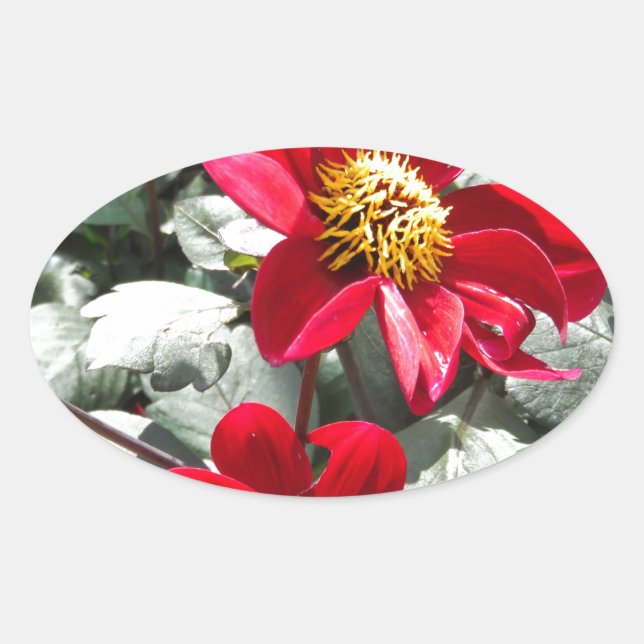 Rot-Rosa-Disy / Gänseblümchen Blume Ovaler Aufkleber (Vorderseite)